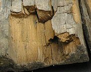 Rot Repair & Wood Preservation