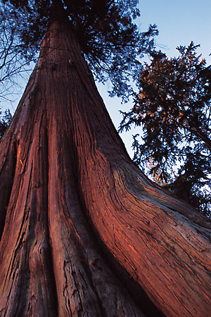 Western Red Cedar Tree
